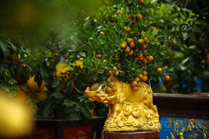 Được biết, để có những cây quất bonsai đẹp các nhà vườn phải chuẩn bị khoảng 2 năm chăm bón tạo dáng, uốn thế cho hoàn chỉnh, đầu năm nay các cây quất bonsai được “rước” lên lưng trâu để chăm sóc. Tuy nhiên việc trồng quất trên lưng trâu cũng khá vất vả và kì công. Phải chọn cây phù hợp nếu không sẽ bị vỡ trâu.