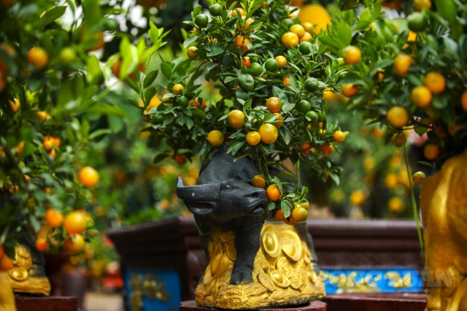 Năm con Chuột sắp trôi qua, Tết con Trâu sắp đến. Trong 12 con giáp, con trâu là con vật gần gũi nhất với người nông dân, trở thành một biểu tượng của nền văn minh nông nghiệp lúa nước.