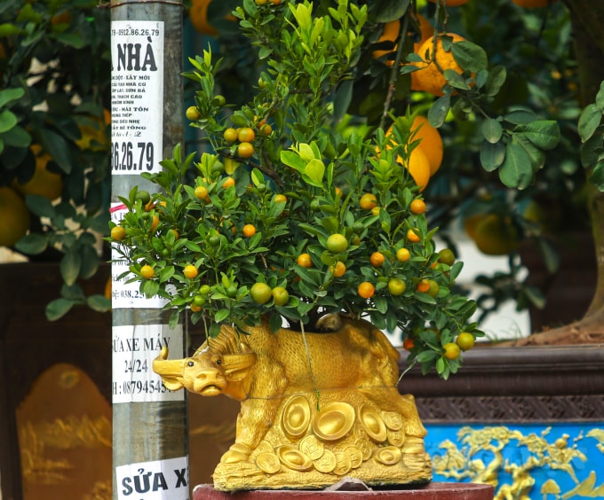 Tùy vào kích cỡ mà mỗi chú trâu cõng quất bonsai lại có giá khác nhau. Giá trâu “cõng” quất sẽ phụ thuộc vào trâu to hay nhỏ, thế của quất và độ cao của cây, cây thế đẹp quả to lá xanh tốt thì giá càng cao hơn.