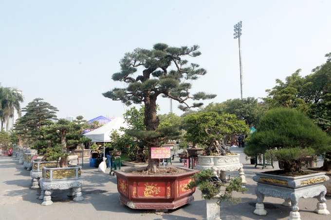 Còn một tháng nữa mới đến Tết Tân Sửu nhưng nhiều cây cảnh bonsai của các nhà vườn khắp đất nước đã trưng bày tại Quảng trường sân vận động Quốc gia Mỹ Đình (Hà Nội) để phục vụ nhu cầu của người dân Thủ đô.