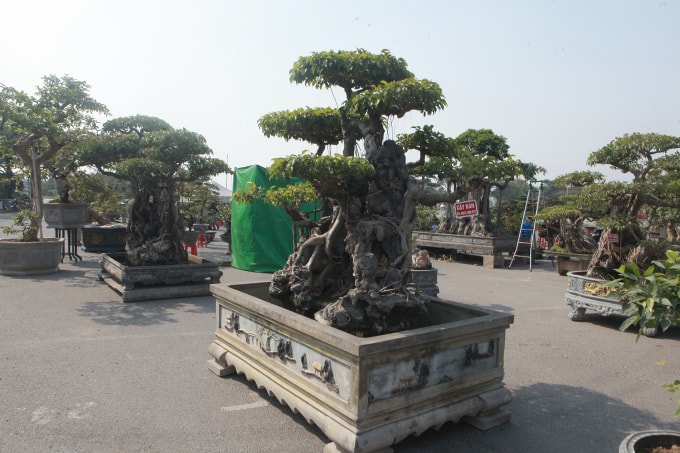Sanh là dòng cây đặc trưng ở miền Bắc, chúng rất được ưa chuộng làm cây cảnh. Nhiều cây có giá gị lên đến tiền tỷ, thậm chí hàng chục tỷ đồng cũng có.