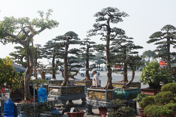 Rất nhiều cây tùng dáng trực được trưng bày cho du khách thăm quan, mua về chơi trong dịp Tết Âm lịch.