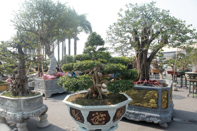 Theo ghi nhận của PV, rất nhiều cây cảnh như sanh, si, đa, thông, nguyệt quế… đủ loại từ các nhà vườn trong Nam, ngoài Bắc bày bán rất bắt mắt. Ngoài những cây bonsai nhỏ còn có những cây bonsai tầm trung và lớn rất có giá trị, có cây lên đến gần 1 tỷ đồng.