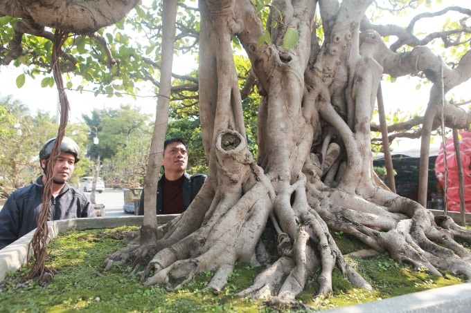 Chủ vườn cho biết, đợt này mang ra Hà Nội khoảng 50 cây bonsai, lớn nhỏ khác nhau trong đó có khoảng 20 cây có giá trị kinh tế cao.