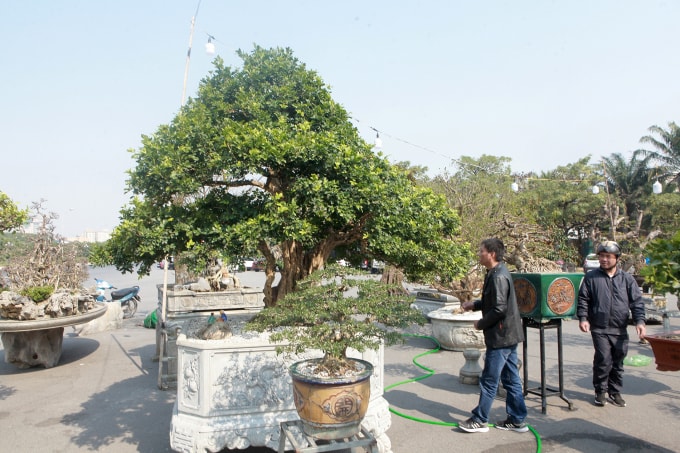 Một tác phẩm nguyệt quế cỡ đại có tuổi đời trên 100 năm được rao bán với giá 700 triệu đồng.