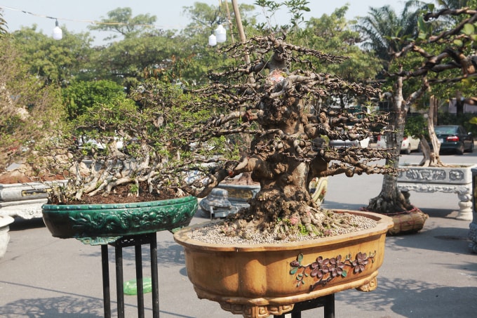 Những tác phẩm mai chiếu thủy làm rất cầu kì có giá từ vài chục đến vài trăm triệu đồng cũng được trưng bày bán Tết.