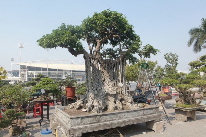 Tác phẩm sanh cổ của một nhà vườn đến từ Hải Dương có giá 700 triệu đồng.