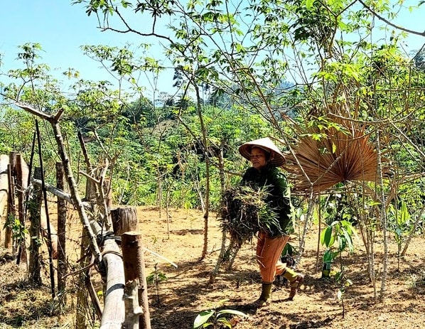Người dân vùng tái định cư dự án Thủy điện Hủa Na trồng sắn để đảm bảo lương thực.