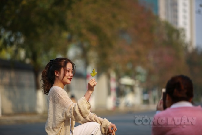 Là cựu sinh viên vừa tốt nghiệp Đại học Mỏ, bạn Lan và Hiền (Bắc Từ Liêm, Hà Nội) thích thú khi đến đây chụp ảnh cùng hàng phong lá đỏ cho hay: “Con đường này trước đã rất đẹp do có đại sứ quán Hàn Quốc, nhưng khi lá phong thay màu thì đặc biệt hơn rất nhiều. Là những người thích chụp ảnh, biết được con đường này là bọn mình phải có mặt ngay, không thì sẽ lỡ mất, hi vọng sẽ có nhiều tấm hình đẹp.”
