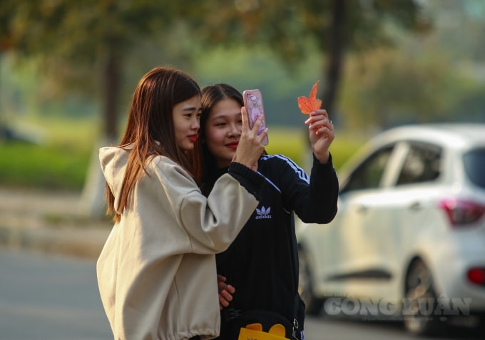 Hà Nội cũng có nơi trồng cây phong, đó là đường Trần Duy Hưng. Tuy nhiên không hiểu vì lý do gì, hàng phong ở đó dù được chăm sóc cẩn thận vẫn héo úa.