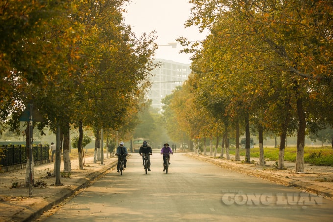 Vào những ngày này, tại Hà Nội, khu ngoại giao đoàn xuất hiện hàng cây phong lá đỏ chuyển màu đẹp mê hồn như xứ sở Hàn Quốc đang thu hút rất nhiều bạn trẻ check in. Với những cây phong được trồng ở cả hai bên đường đổi màu lá tạo nên khung cảnh thơ mộng.