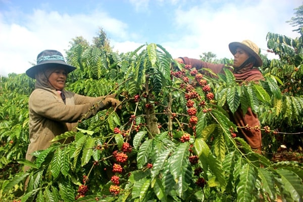 Cà phê Việt Nam vụ mùa mới thu hoạch bị chậm vì mưa bão