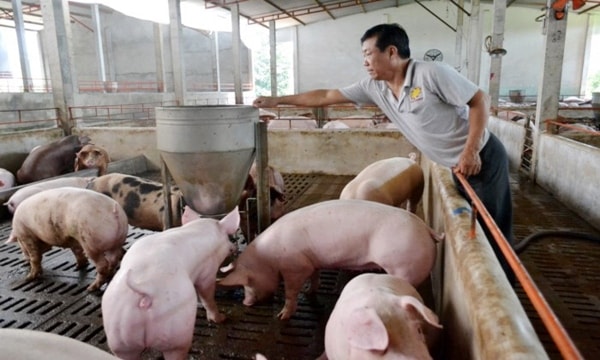 Giá heo hơi liên tục tăng trong những ngày gần đây