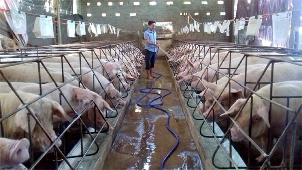 Giá heo hơi hôm nay tiếp tục tăng tại nhiều địa phương