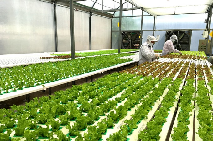 Nhà đầu tư sẽ phát triển khu phát triển nông nghiệp trong nhà kính, nhà kho chuỗi lạnh… Ảnh minh họa