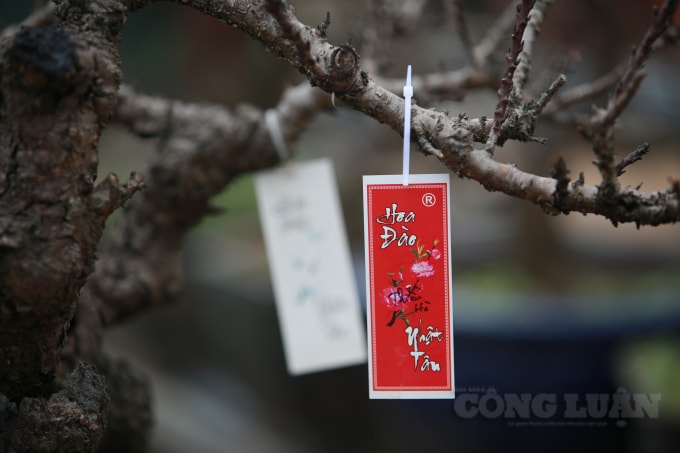 Dù còn khoảng 1 tháng nữa mới đến Tết Nguyên đán, nhưng tại vườn nhà ông Hàm đã có nhiều gốc đào được đặt trước.