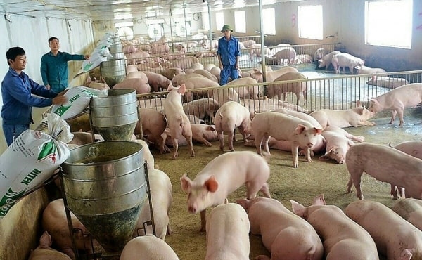 Giá heo hơi hôm nay tại miền Bắc hôm nay không có nhiều biến động