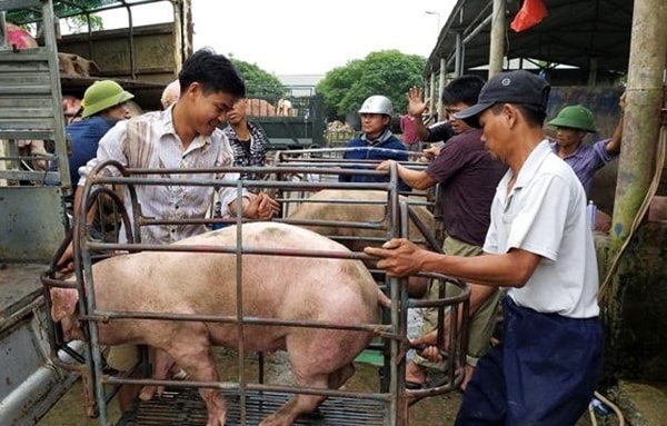 Giá heo hơi hôm nay 22/1 tiếp tục tăng ở một vài tỉnh thành