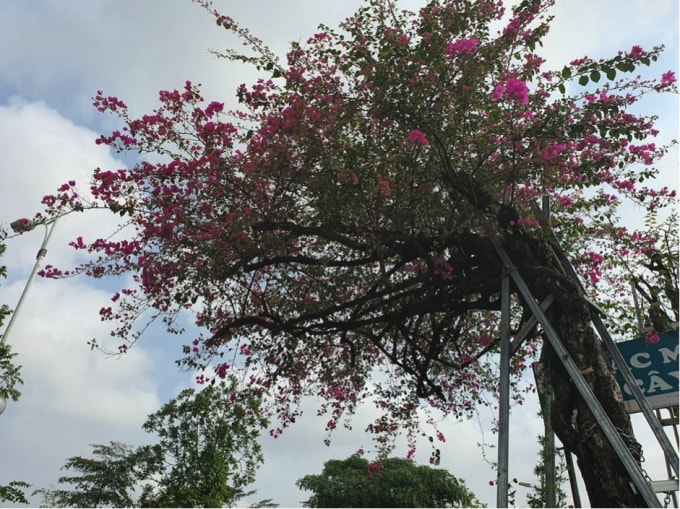 Các gốc cây “khủng” chỉ mang tính chất... minh họa.