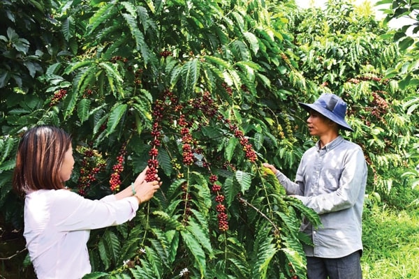 Giá cà phê hôm nay 23/1 cao nhất là 32.900 đồng/kg