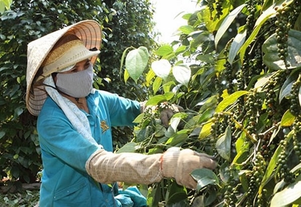 Giá hồ tiêu tại thị trường trong nước hôm nay 23/1 ổn định so với hôm qua