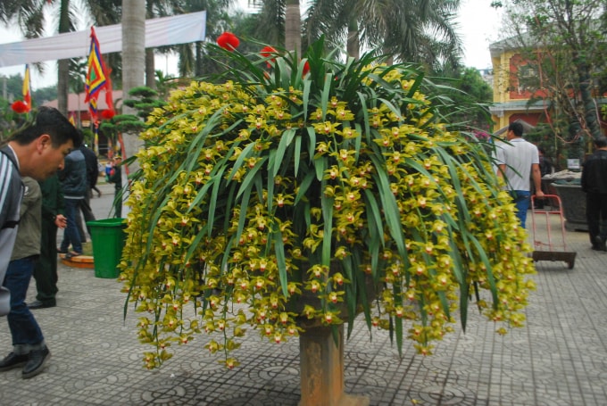 Kiểm tra chậu địa lan Trần Mộng trước khi chuyển giao cho khách hàng ở Hà Nội.