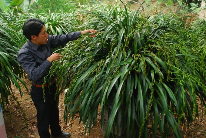 Địa lan Trần Mộng Sa Pa có hoa đẹp, hương thơm quyến rũ và 2 - 3 tháng hoa mới tàn.