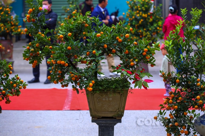 Cùng ngắm nhìn các tác phẩm quất cảnh độc đáo được các nghệ nhân, nhà vườn đem đến