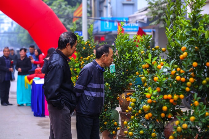 Nhiều người dân hồ hởi ngắm nhìn các chậu quất độc đáo được trưng bày ở đây.