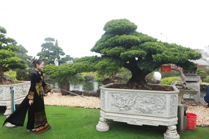 Ông Lê Văn Dũng (TP. Sông Công, Thái Nguyên), chủ nhân tác phẩm tùng la hán cổ cho biết, đây là tác phẩm bonsai rất đặc biệt trong vườn tùng có hàng trăm cây. Những vị khách đến thăm vườn đều dừng chân bên tác phẩm “Vũ điệu thiên nga” ngắm, chụp ảnh