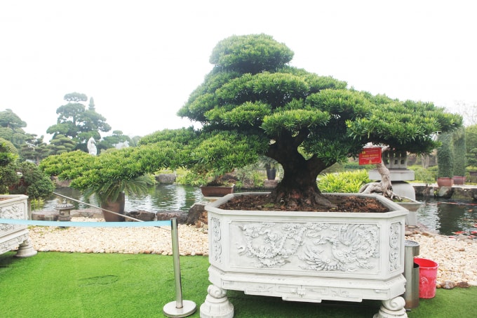 Chủ nhân tác phẩm cho hay, sau khi mua được cây tùng quý, ông Dũng phải thuê tàu chở cây vượt biển từ Đài Loan về Việt Nam với chi phí đăt đỏ. Chủ nhân là một nghệ nhân người Đài Loan.