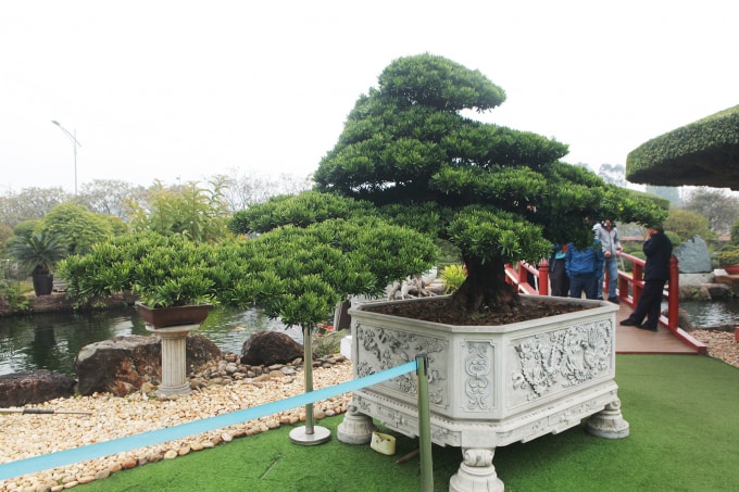 Cây tùng lan hán cổ này có dáng trực hoành nhìn rất mềm mại gồm một thân thẳng, một thân hồi và một thân phóng nhìn như một con thiên ngay vẫy cánh ông Dũng đặt cho tác phẩm cái tên “vũ điệu thiên nga”.