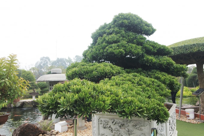 Đại gia Thái Nguyên cho biết, tùng có nhiều loại nhưng tùng la hán là một trong những loại quý giá nhất, chúng có sức sống mãnh liệt và phong thủy rất tốt nên nhiều đại gia muốn sở hữu những cây tùng cổ có dáng đẹp.