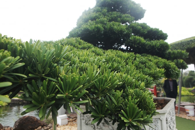 Ông Dũng chia sẻ, cây có tuổi đời hàng trăm năm nhưng lá cây lúc nào cũng xanh mướt ở điều kiện thời tiết ở Đài Loan, Nhật Bản hay Việt Nam. Đây là dòng lá nhỏ nên rất được ưu chuộng.