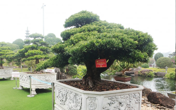 Năm 2017, cây tùng này đoạt huy chương vàng triển lãm Bon sai Châu Á - Thái Bình Dương. Vì đoạt giải vàng nên nhiều đại gia ở châu Á muốn sở hữu nhưng chủ nhân không bán, tôi phải nhờ một người bạn dẫn đến tận vườn chủ nhân tác phẩm này để thuyết phục họ bán. Cuối cùng, họ thấy mình tâm huyết, thực sự yêu cây nên họ đồng ý chuyển nhượng, ông Dũng cho biết thêm.