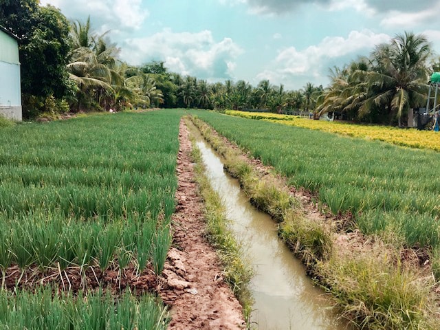 Hành lá sử dụng Đạm Phú Mỹ + KeBo cho năng suất và hiệu quả cao hơn so với trồng ở ruộng đối chứng.
