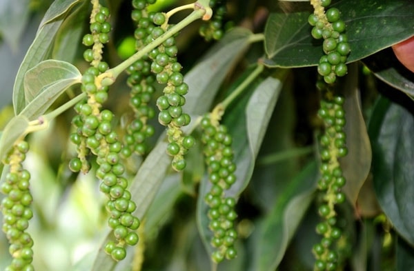 Tại Gia Lai, giá hồ tiêu hôm nay 25/1 tăng nhẹ 500 đồng/kg