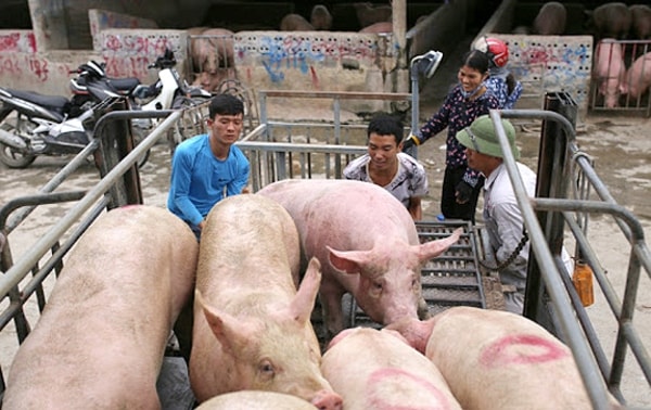 Giá heo hơi hôm nay 25/1 tiếp tục tăng tại nhiều địa phương