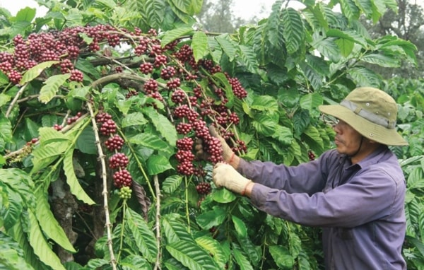 Giá cà phê hôm nay 28/1 tại các vùng trồng trọng điểm đồng loạt tăng nhẹ