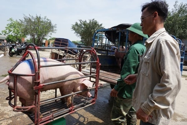 Giá heo hơi hôm nay 28/1 tại miền Bắc ghi nhận khoảng giá từ 82.000 - 83.000 đồng/kg.