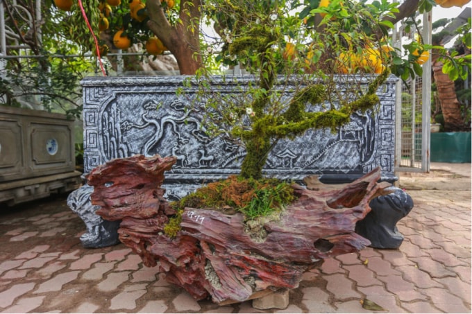 Anh Hoàng, chủ vườn G.L.B giải thích: Năm nay, do ảnh hưởng của đại dịch Covid-19, khiến kinh tế cả nước rơi vào cảnh khó khăn. Người dân cũng tiết kiệm chi tiêu trong những ngày cận Tết.