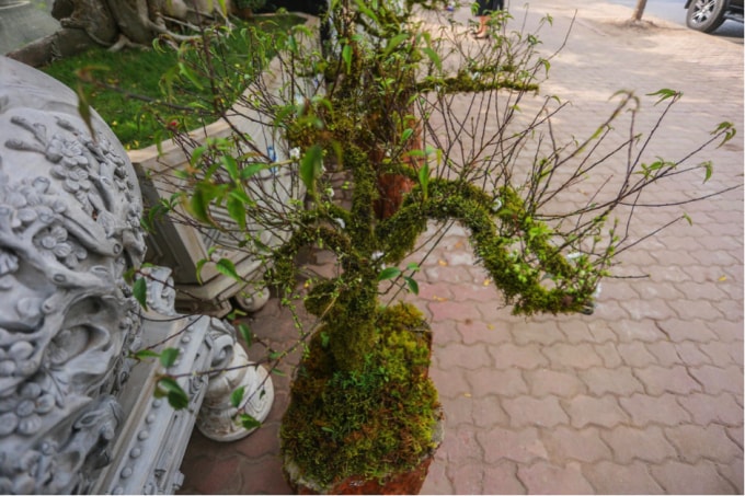 Để nhanh chóng đẩy hàng nhanh, chủ vườn này chấp nhận giảm giá các chậu mai trắng từ 20% - 30% so với mọi năm. Bình quân từ 2 triệu - 3 triệu đồng/chậu nhỏ, hoặc từ 6 triệu - 8 triệu đồng/chậu lớn.