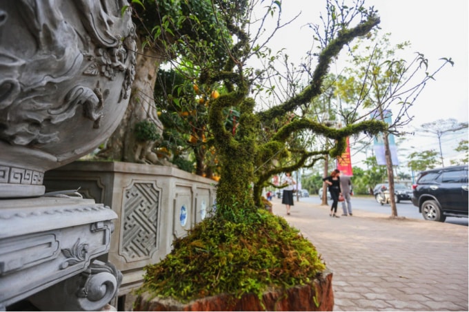 “Nếu mọi năm, một chậu mai trắng lớn có thể bán giá 15 triệu đồng/chậu. Nhưng, hiện tại, kể cả giảm xuống còn 8 triệu đồng cũng tương đối khó bán”, chủ vườn hoa này nói thêm.