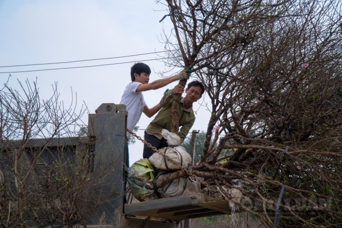 Do có nhiều đợt rét đậm đã hãm lại nên đến hiện tại đào mới chỉ có nhiều nụ nhiều lộc
