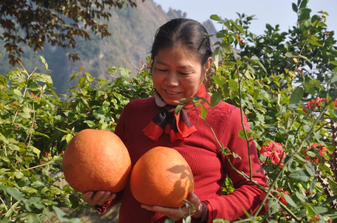 Giống bưởi có màu đỏ từ vỏ đến ruột rất được khách hàng ưa chuộng trong dịp tết Nguyên Đán. Ảnh: T.Tùng