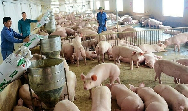 Giá heo hơi đã có sự giảm nhiệt trong tuần