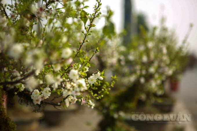 Giống như hoa đào, hoa mai trắng nở rộ nhất vào dịp Tết Nguyên Đán, nhưng hoa mai trắng chơi được lâu hơn rất nhiều so với hoa đào.