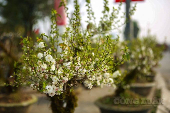 Nhất chi mai là loại hoa có màu trắng pha hồng nhạt, dáng mảnh khảnh nhưng cứng cáp. Tuy hoa nhỏ nhưng lại có nét đẹp thuần khiết và mùi hương nhẹ nhàng. Cây nhất chi mai được mệnh danh là một trong bộ tứ quý: tùng- cúc- trúc- mai hay mai- lan- cúc- trúc.
