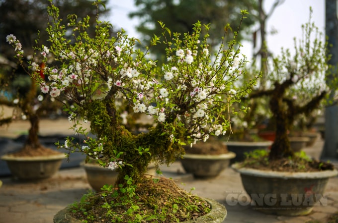 Những chậu cây nhất chi mai nở hoa trắng được bày bán trên đường Lê Quang Đạo, khiến cho ai đi qua nơi này đều phải ngước nhìn trầm trồ.