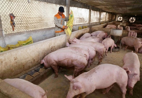 Giá heo hơi hôm nay 2/2 ghi nhận xuống dưới 80.000 đồng/kg tại “thủ phủ chăn nuôi” Đồng Nai